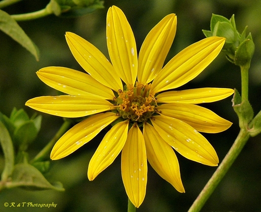 {Silphium latifolium}